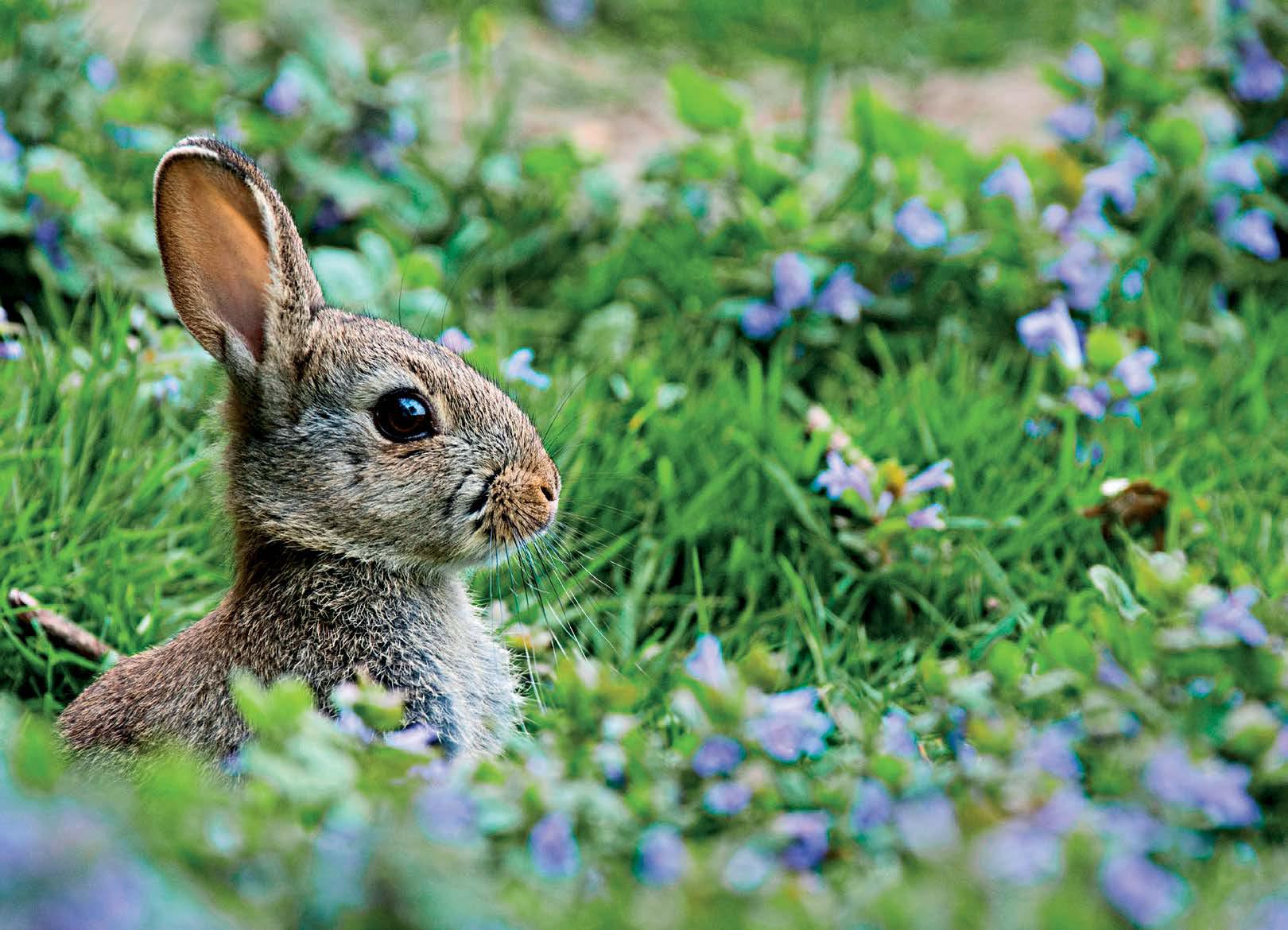 The Tale of That Rabbit